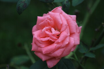 summer rose