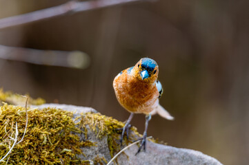 kleiner Vogel