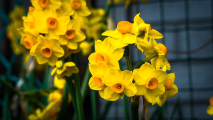 360 972 Meridian Wall Murals Canvas Prints Stickers Wallsheaven