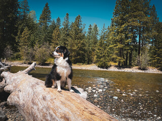 dog in the mountains