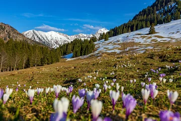 Selbstklebende Fototapeten Allgäu - Frühling - Krokusse - Sonthofen - Alpen - Schnee © Dozey