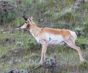 pronghorn buck in the wild