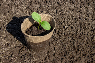 Cucumber seedling in a peat pot, close-up on the background of the ground.