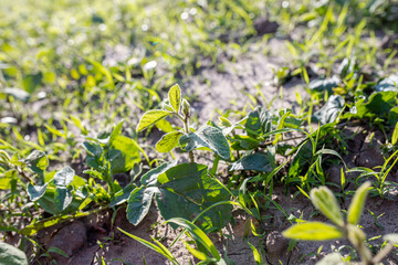 Lambsquarters soybean sprouts on an unencidesed without single non-residual herbicidefield. critical period of weed control