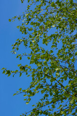 Fototapeta premium Birch branches with young green leaves against the blue sky. Beauty in nature.