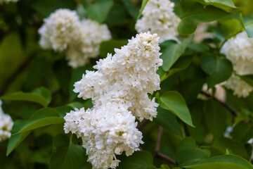 Lilac in the garden. Blooming lilac-purple flowers, selective focus. A branch of lilac in the sunlight. They bloom in spring. Selective focus.