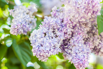 Obraz premium Lilac in the garden. Blooming lilac-purple flowers, selective focus. A branch of lilac in the sunlight. They bloom in spring. Selective focus.