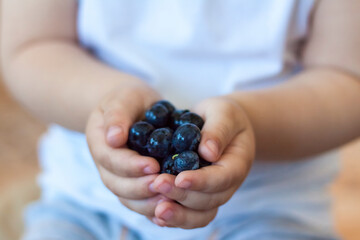 Ripe organic blueberries in children's hands. Ripe berries. Blueberries in the palms of the child