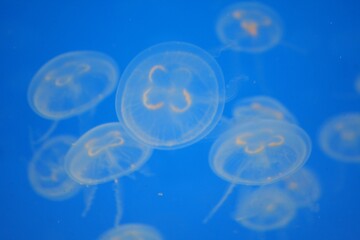 Jellyfish in the Water