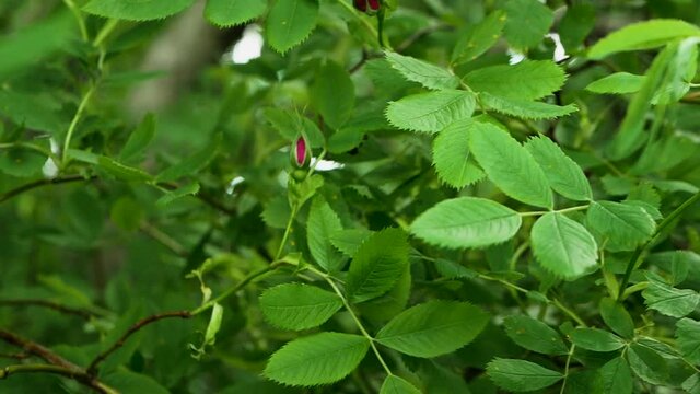 Blooming Rose Hips Sway In The Wind, Slow Motion Of A Rose Hip Flower Swaying In The Wind