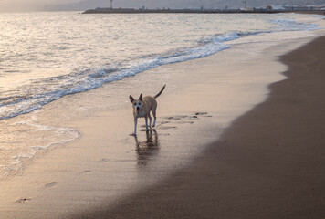 Photography of a beautiful pitbull dog walking on the beach