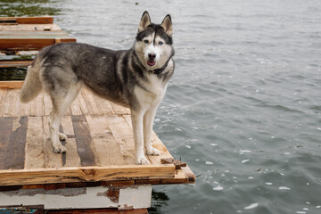 Grey and white Siberian husky female dog is sitting on a brown wooden pier. She has brown eyes. Water in the lake is calm, the sky is cloudy. There are the Alps mountains in the background.