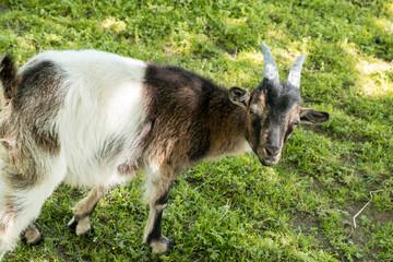 Fototapeta premium Goat looking eyes 