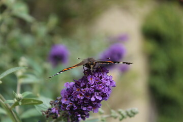 Schmetterling beim Trinken aus der Blüte des lila Sommerflieders