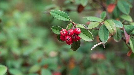 Red berries in Victoria, Australia - macro photograph.