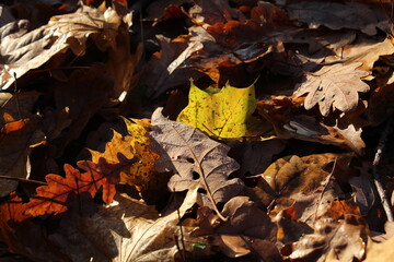 bunte Herbstblätter im Sonnenschein