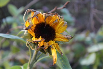 Fading beauty of a sunflower blossom in fall