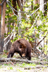 Large female cinnamon phase black bear (Ursus americanus) searches for food in Yellowstone National Park in late May