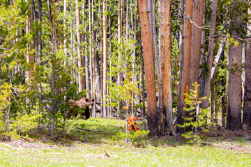 Large female cinnamon phase black bear (Ursus americanus) searches for food in Yellowstone National Park in late May