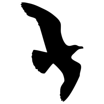 Black silhouette of flying bird.