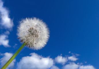 White fluffy dandelion on the background of clouds and blue sky. Flying dandelion