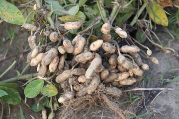 peanut stock with tree on farm