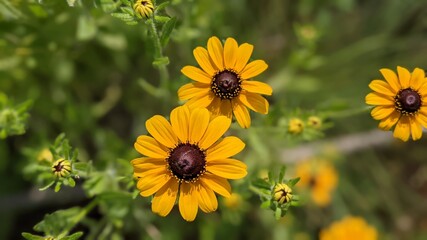 bee on yellow flower
