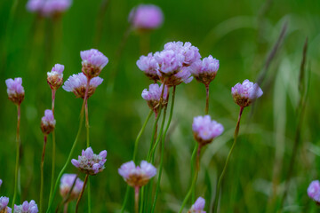 Grasnelken, Sylt, Nordsee, Küste, Blumen