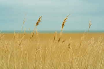 Schilf, Wattenmeer, Sylt, Braderuper Heide, Schleswig Holstein