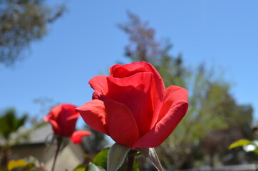 Rose Bud