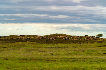 Schafe, Schafherde, Sylt, Hügel, Schafweide, Nordsee, Schleswig Holstein