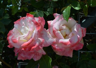 Twin Roses