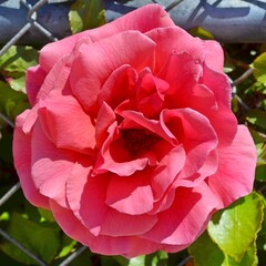 Rose-4