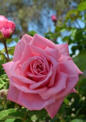 Rose-2