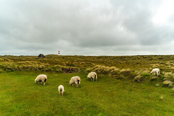 Obraz premium Leuchtturm, Schafe, Landschaft, Sylt, Nordsee, Nordfriesland