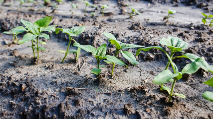 Sunflower sprouts growing out from soil on a farmy organic field. Industrial cultivation of sunflowers in warm regions for oil production, poultry feed