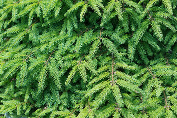 branches of an evergreen shrub with new growth in late spring
