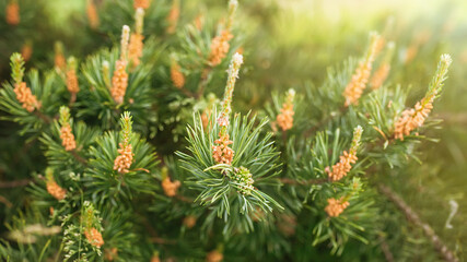 Sunset among pine branches. Male cones of a pine. Collect pine shoots during growth period for cooking broths.