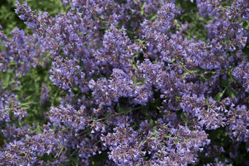 purple flowers on tall stalks (sage) in the garden