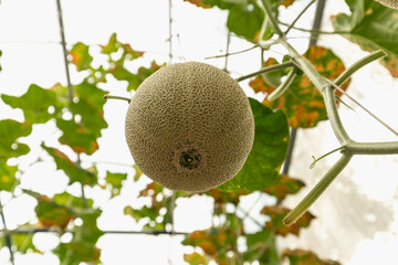 melon on the tree, nature background 
