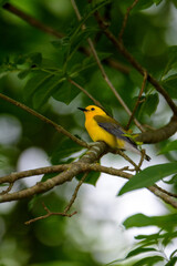 Prothonotary Warbler Perched In Tree-1139