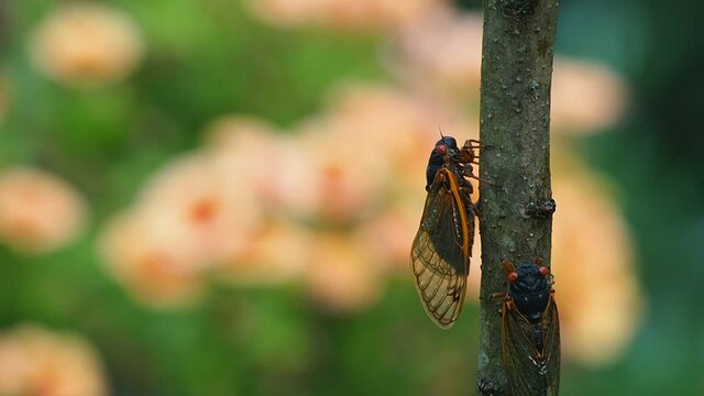 brood X cicadas on lilac plant