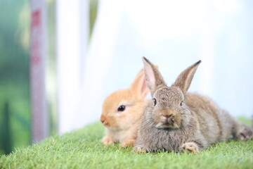 Adorable young rabbits family in group on green grass. Lovely bunnies with white curtain as background.