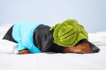 Lovely dachshund with light sleep put on funny plush green eye mask so that the light would not interfere with its sleep, and lay down on bed at home in bedroom or in dog-friendly hotel room.