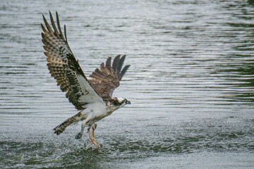 Osprey Fishing