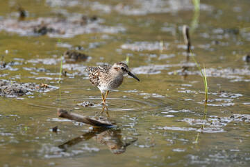 Least Sandpiper bird walking along shore
