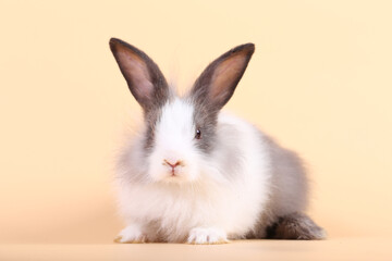 Adorable little baby rabbit on light orange background. Young cute baby bunny sit lively. Fluffy pet in studio.