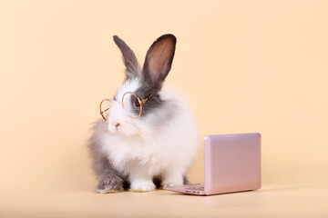 Adorable little baby rabbit on light orange background. Young cute baby bunny sit lively. Fluffy pet in studio.