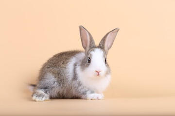 Adorable little baby rabbit on light orange background. Young cute baby bunny sit lively. Fluffy pet in studio.
