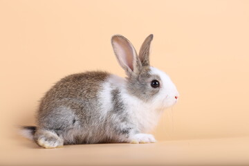 Adorable little baby rabbit on light orange background. Young cute baby bunny sit lively. Fluffy pet in studio.